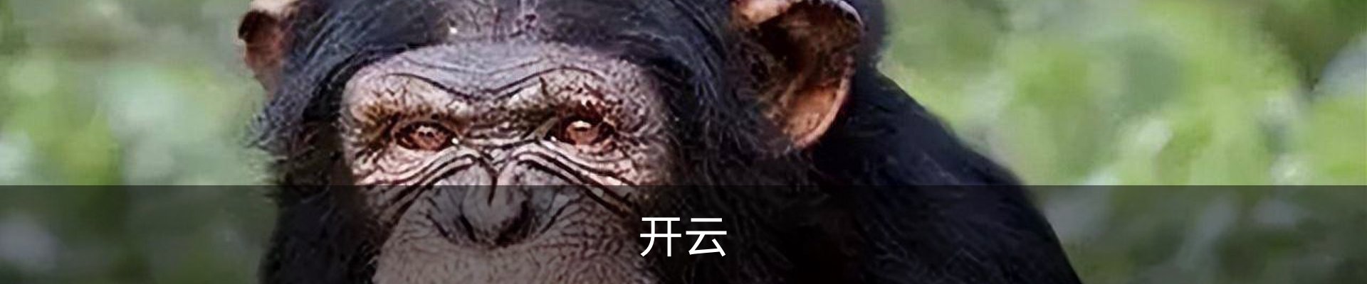 开云